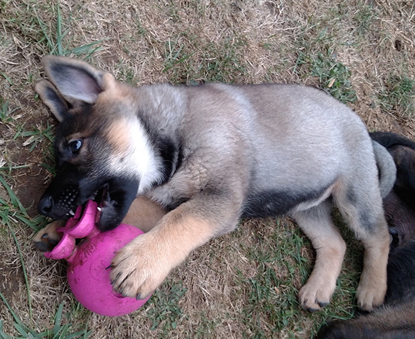 Paca Gerry A Litter Sable Female9wks 600w