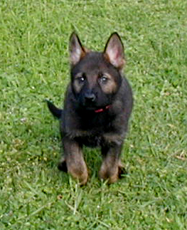 Yeltsa chachar Alexa Morgan 7.5wks